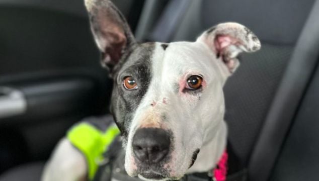 Scotland’s Loneliest Dog Finds Home With Family Who Fell In Love At First Sight