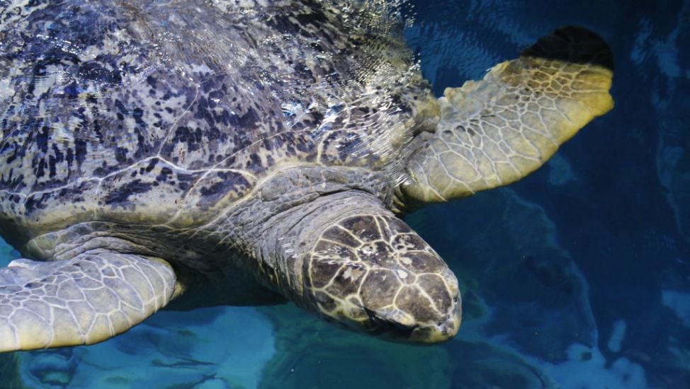 Myrtle The Turtle, 95, Deemed Fit And Well After Latest Checkup