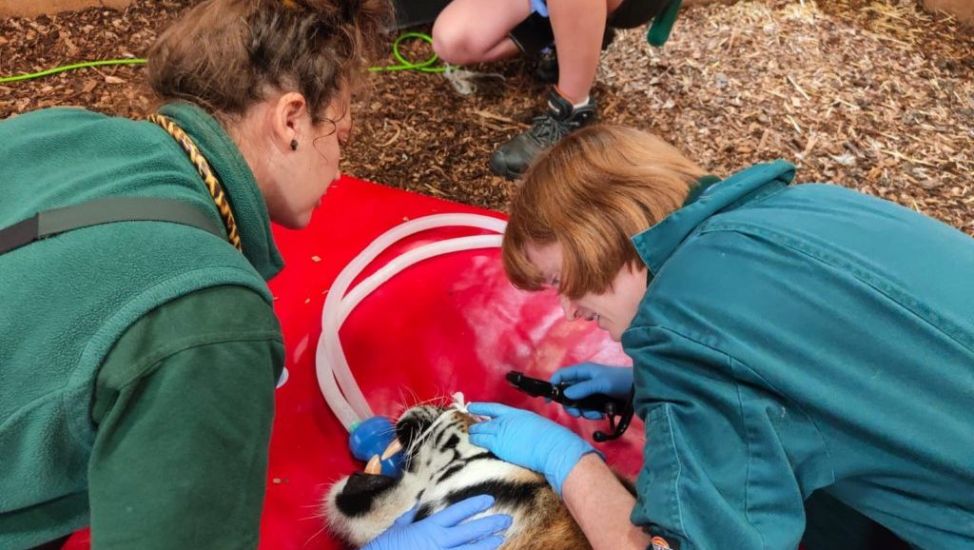 Vets Carry Out ‘Daunting’ Root Canal Dentistry On 170Kg Tiger